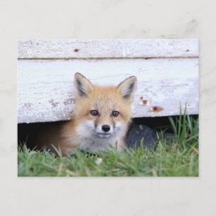 Carte Postale Animaux de bébés cutest   Red Fox Kit Peeking