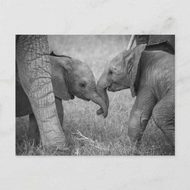 Carte Postale Animaux de bébés cutest | Salutation des éléphants (Devant)