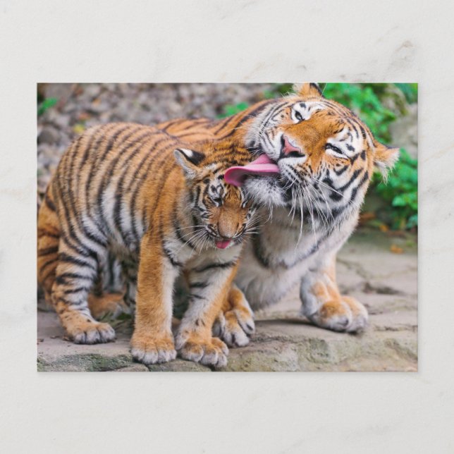 Carte Postale Animaux de bébés cutest | Sibérie Tiger Famille (Devant)