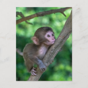 Carte Postale Animaux de bébés cutest   Singe bébé