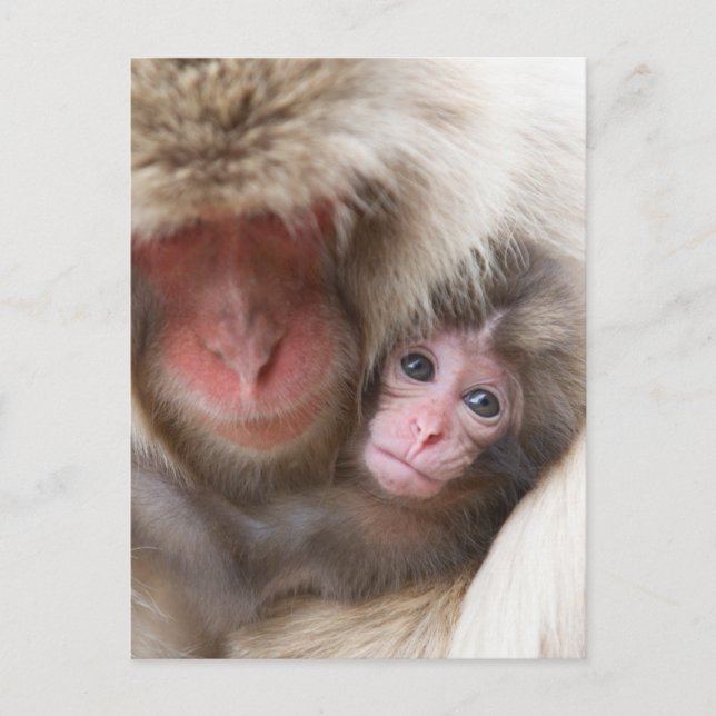 Carte Postale Animaux de bébés cutest | Singe des neiges (Devant)