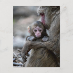Carte Postale Animaux de bébés cutest   Singe et bébé japonais