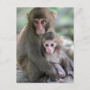 Carte Postale Animaux de bébés cutest   Singes japonais