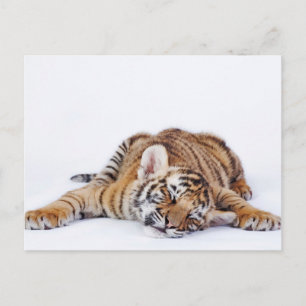 Carte Postale Animaux de bébés cutest   Sleepy Baby Tiger Cub