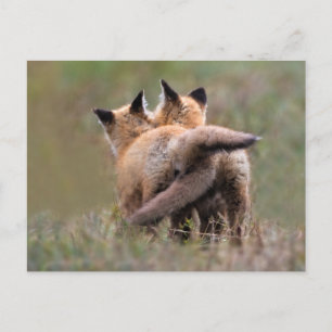 Carte Postale Animaux de bébés cutest   Tails de verrouillage de