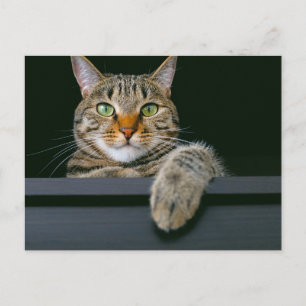 Carte Postale Animaux de bébés cutest Tête de chat gris Tabby