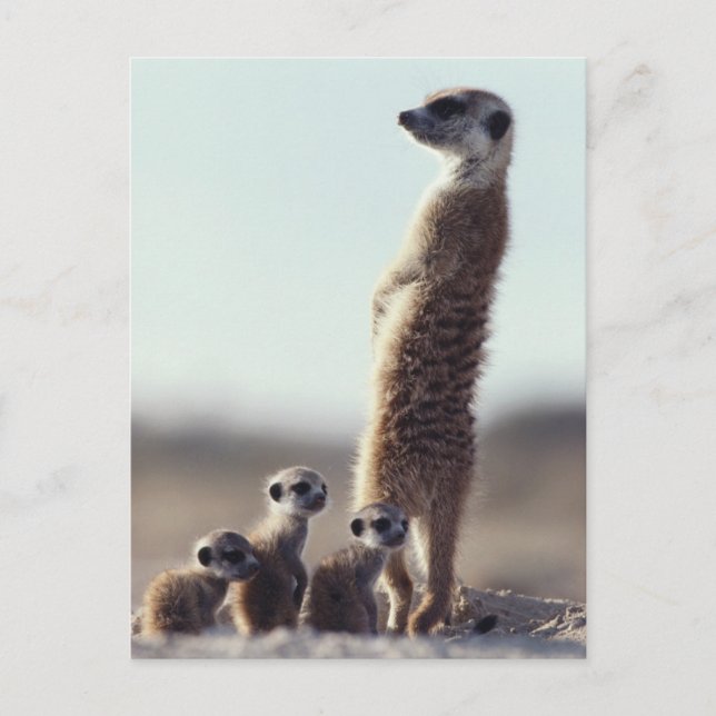 Carte Postale Animaux de bébés cutest | Une famille de Meerkats (Devant)