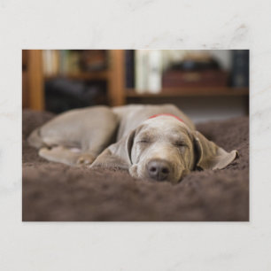 Carte Postale Animaux de bébés cutest   Weimaraner Puppy Sleepin