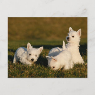 Carte Postale Animaux de bébés cutest   West Highland White Terr