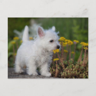 Carte Postale Animaux de bébés cutest   West Highland White Terr
