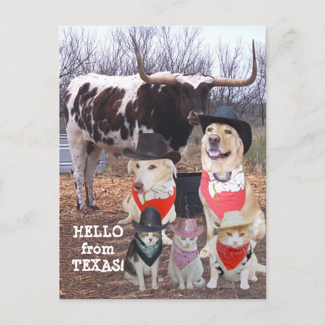 Carte Postale Animaux de compagnie Drôle Cowboy Bonjour du Texas (Devant)
