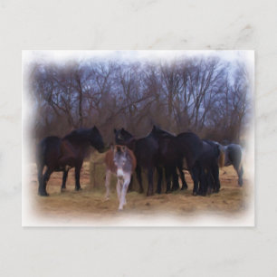 Carte Postale animaux de ferme