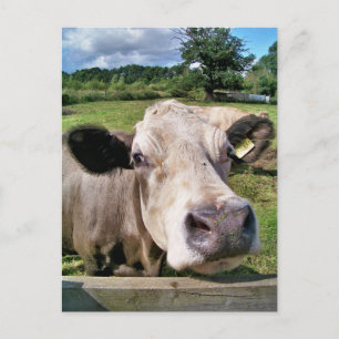 CARTE POSTALE ANIMAUX DE LA FERME, VACHE COUPÉE