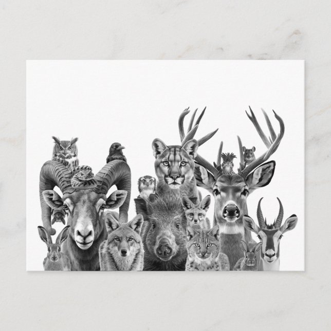 Carte Postale Animaux du désert de Sonoran Sud-Ouest (Devant)