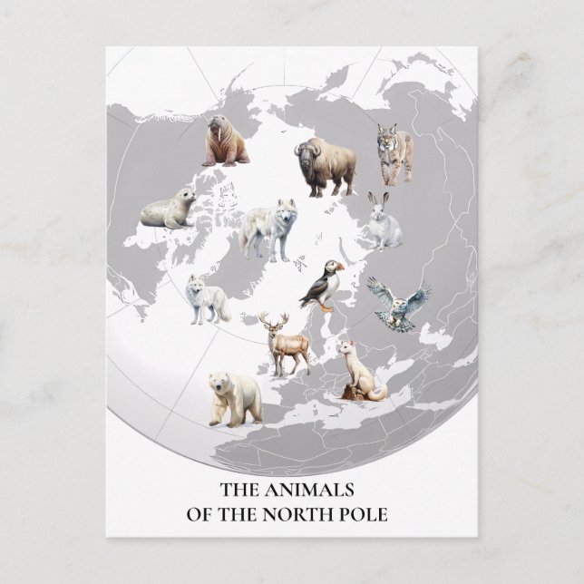 Carte Postale Animaux du pôle Nord Arctique (Devant)