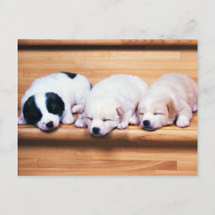 Carte Postale Animaux, Marionnettes mignonnes