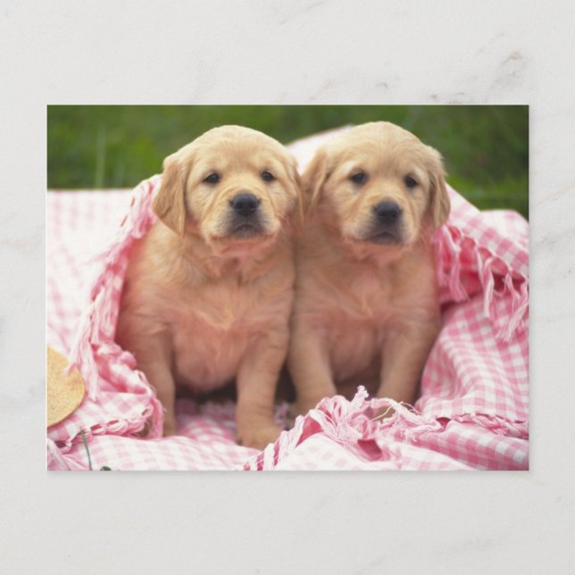 Carte Postale Animaux, Marionnettes mignonnes (Devant)