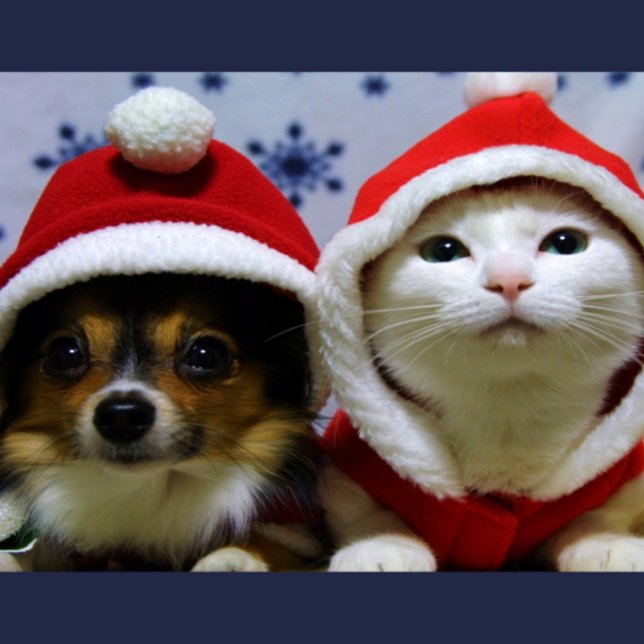 Carte Postale Animaux Mignons (Créateur téléchargé)