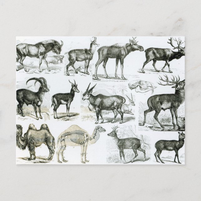 Carte Postale Animaux non galata ou à toit (Devant)