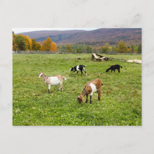 Carte Postale Animaux Pasture de chèvres Vermont Photo