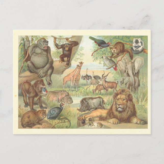 Carte Postale Animaux sauvages d'Afrique (Devant)