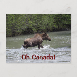 Carte Postale Animaux sauvages de l'orignal canadien
