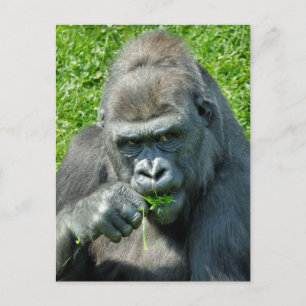CARTE POSTALE ANIMAUX SAUVAGES - GORILLAS