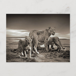 CARTE POSTALE ANIMAUX SAUVAGES LIONS CUBS LIONESS BEAUTY PHOTO N