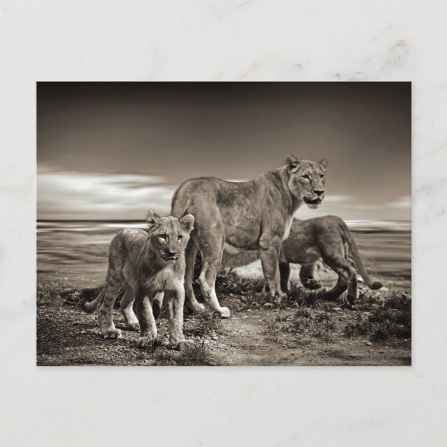 CARTE POSTALE ANIMAUX SAUVAGES LIONS CUBS LIONESS BEAUTY PHOTO N (Devant)