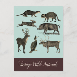 Carte postale Animaux sauvages vintages