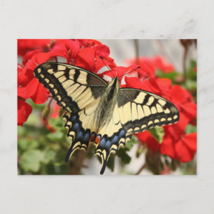 Carte postale Anise Swallowtail