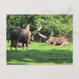 Carte Postale Ankole Cattle