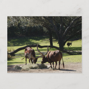 Carte postale Ankole Cattle #2