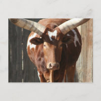 Ankole-Watusi Steer Avec D'Énormes Cornes