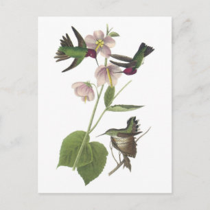 Carte Postale Anna's Hummingbird par Audubon