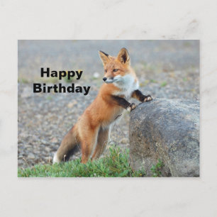 Carte Postale Anniversaire de la Renard rouge debout