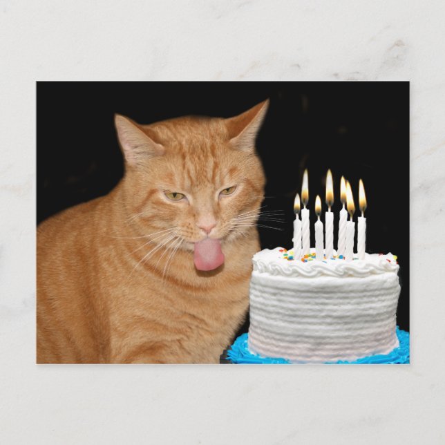 Carte Postale Anniversaire drôle de chat (Devant)