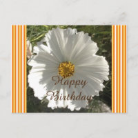 Carte postale Anniversaire Fleur Cosmos Blanc