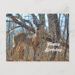 Carte Postale Anniversaire photo de Wildlife Deer Woods