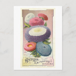 Carte Postale Annonce vintage pour Ferry & Co. Asters