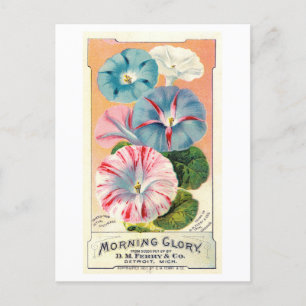 Carte Postale Annonce Vintage pour Ferry & Co. Morning Glory See