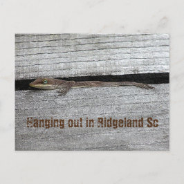 Carte postale Anole Brown