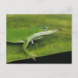 Carte Postale Anolis vert, Anolis carolinensis, adulte sur un pa