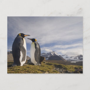 Carte Postale Antarctique, île de Géorgie du Sud Royaume-Uni), r