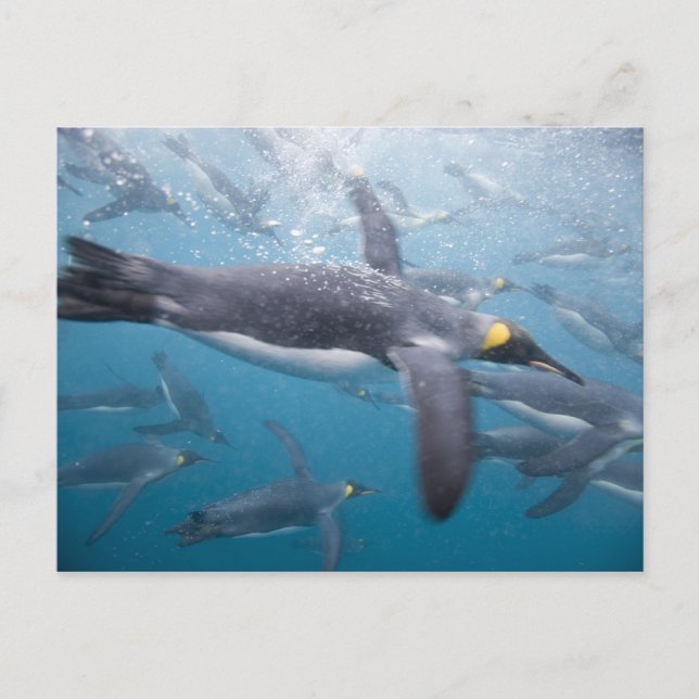 Carte Postale Antarctique, île de Géorgie du Sud UK (Devant)