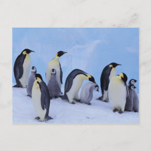 Carte Postale Antarctique, Manchots empereurs