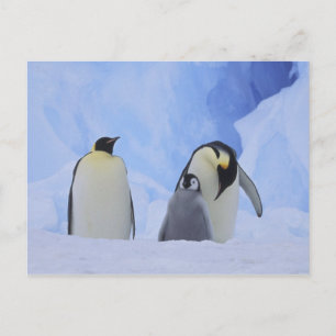 Carte Postale Antarctique. Manchots empereurs et poussin
