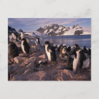 Antarctique, poussins de pingouin d'Adelie