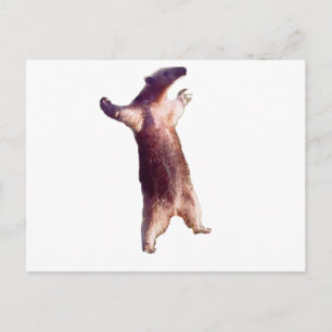 Carte Postale Anteater