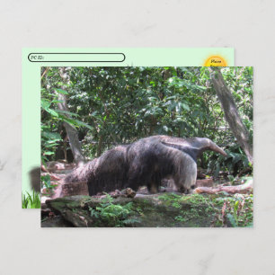 Carte postale Anteater géant